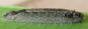 Larvae